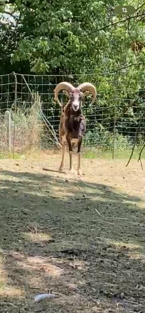 Mufflon