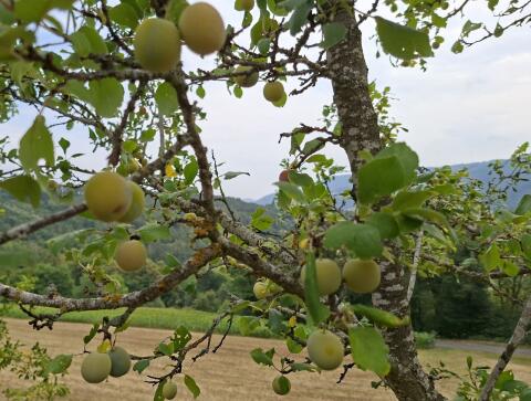 Kriecherlmaische