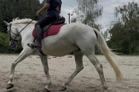 Reitbeteiligung