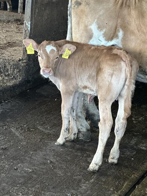 Weibliches Kalb