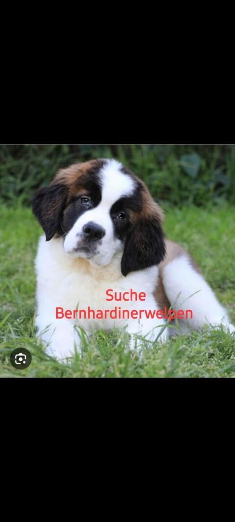 Suche Bernhardiner, Mischling