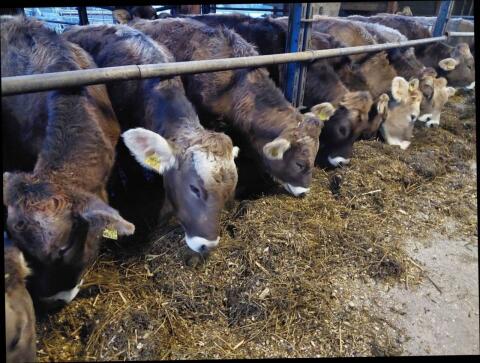 Brown Swiss Kalbinnen