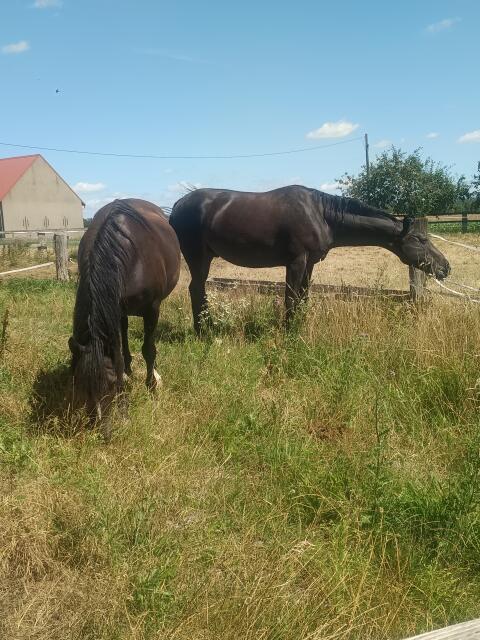 Endmaßpony (im Hengsttyp stehend)