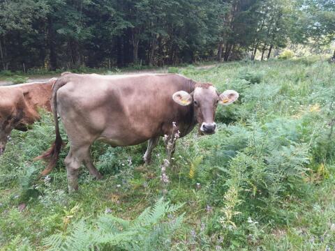 Bio Brown Swiss Kalbin