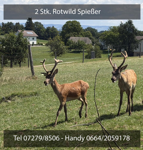 2 Stk. Rotwildspießer und 2 Stk. Schmaltiere