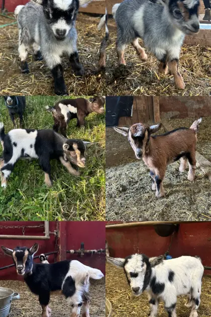 Minizwergziegenkitze