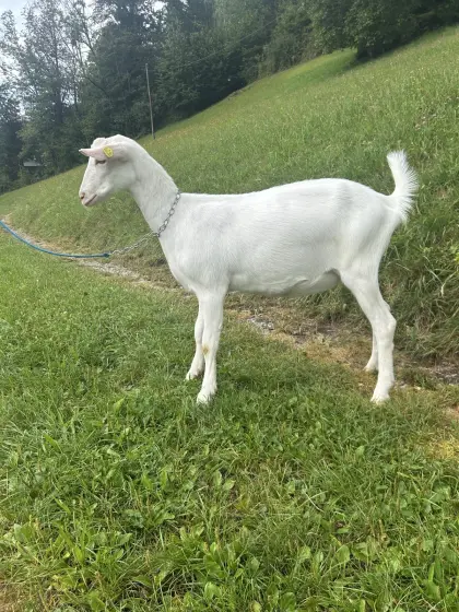 Verkaufe HB-Kitz.
