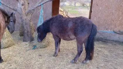 Ponywallach sucht Bestplatz