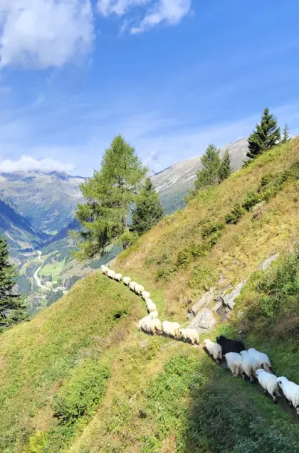 Walliser Schwarznasen