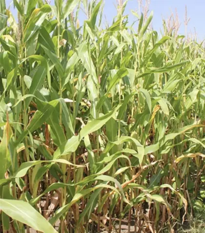 Silagemais