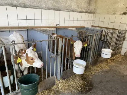 Verkaufe Kälber, trächtige Kalbinnen