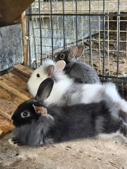 Teddi-Zwerghasen Mini Lop