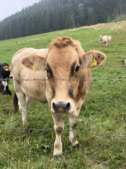 Trächtige Murbodnerkalbin