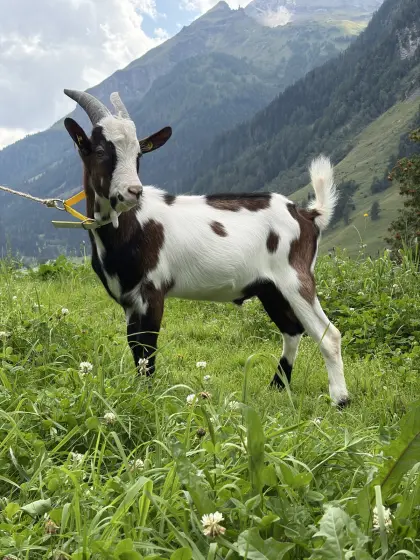 Reinrassiger Tauernschecken-Kitzbock