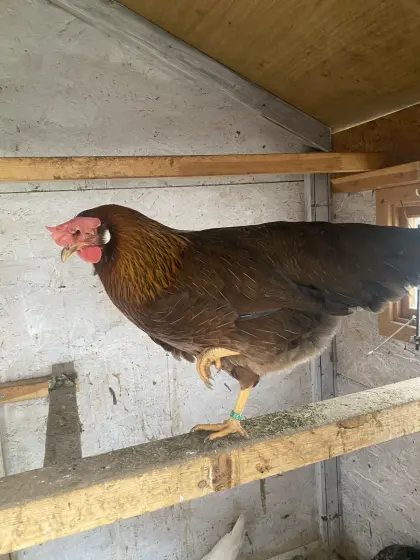 Italiener rebhuhnhalsige Hennen