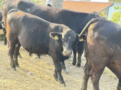EKO-Aberdeen Angus (AAG), 2 bikca, dvojčka, 7 mesecev