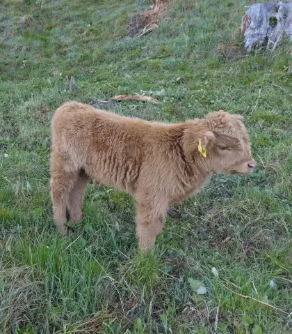 Mini Hochlandrind, Mini Highland Stierkalb