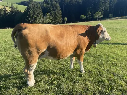 Bio-Fleckvieh-Kalbin trächtig