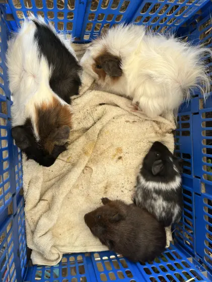 Meerschweinchen