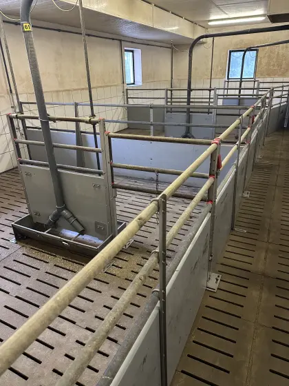 Aufstallung Mastschweine