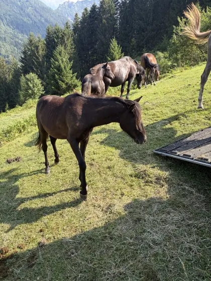 Pony-Wallach