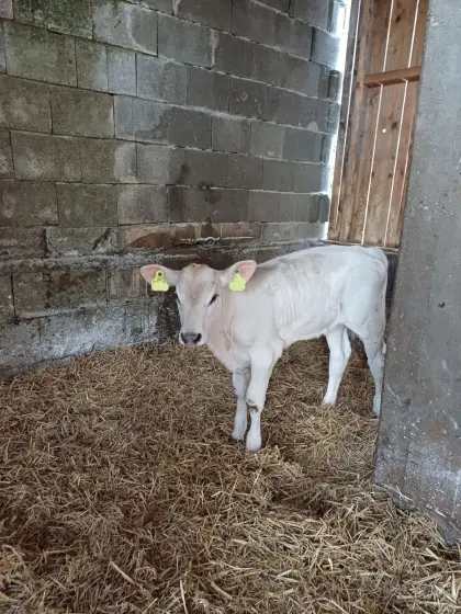 Brown Swiss Kuhkälber