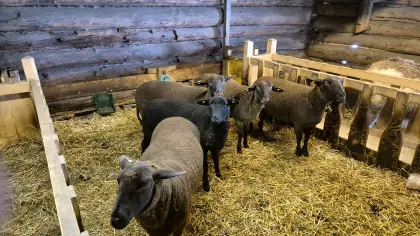 Jura Mutterschaf trächtig