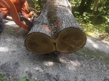 Eichenstamm