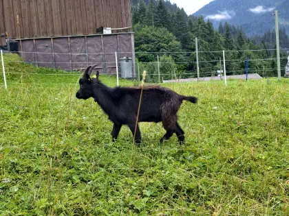 Blobe Bock (schwarz)