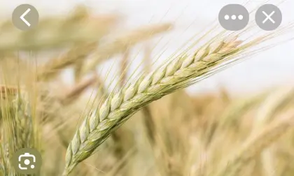 Bio-Roggen, Hafer, Gerste
