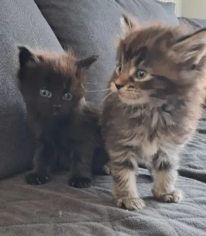 Maine Coon