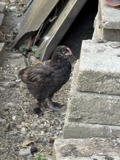Marans Blau Kupfer
