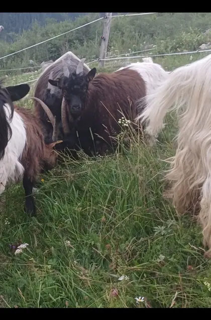 Verkaufe Walliser Kitzbock