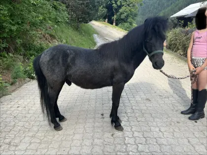 Pony-Schimmelhengst, 2 Jahre, brav und kinderfreundlich