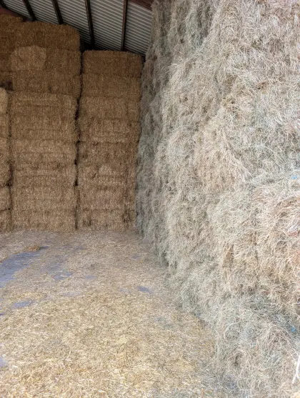 Grassamenheu zu verkaufen