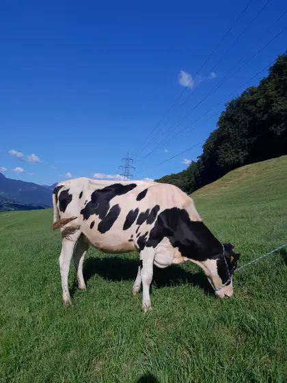 Holsteinkalbin