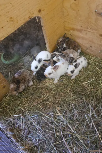 Mini Rex Hasen