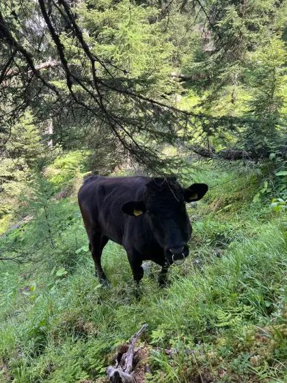 Original Wagyu-Stier