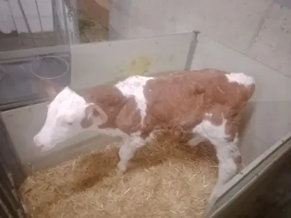Verkaufe Bio-Stierkalb