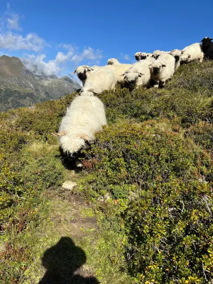 Walliser Schwarznasen
