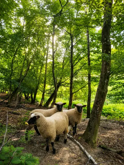 Shropshire-Schafe