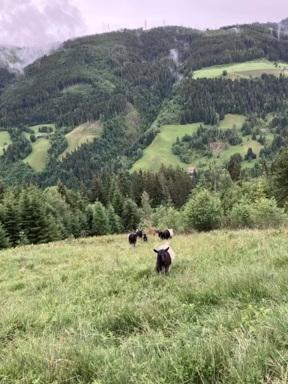 Walliser Schwarzhalskitz