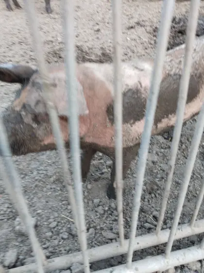 Schwein