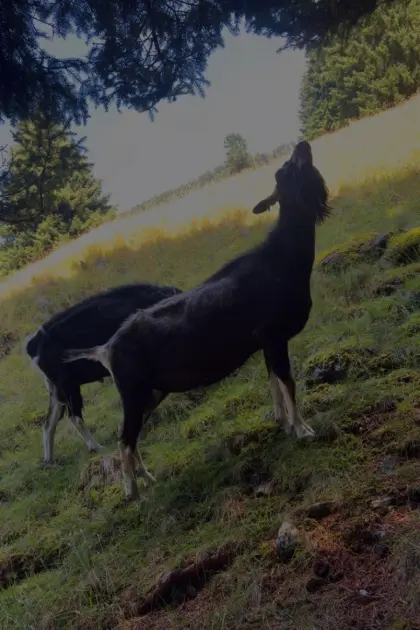 Verkaufe Ziegenbock