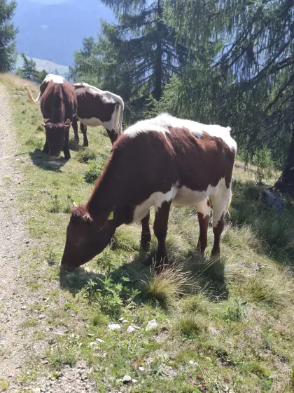 Pinzgauer Jungkalbinnen