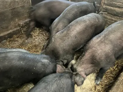Duroc/SH