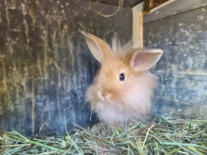 Zwergkaninchen