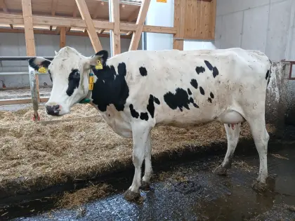 Holstein Erstlingskuh