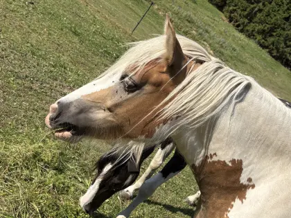 Haflinger-Tinker-Mix Barock-Haflinger