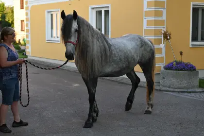 Zoey, hübsche Schimmelstute zu verkaufen
